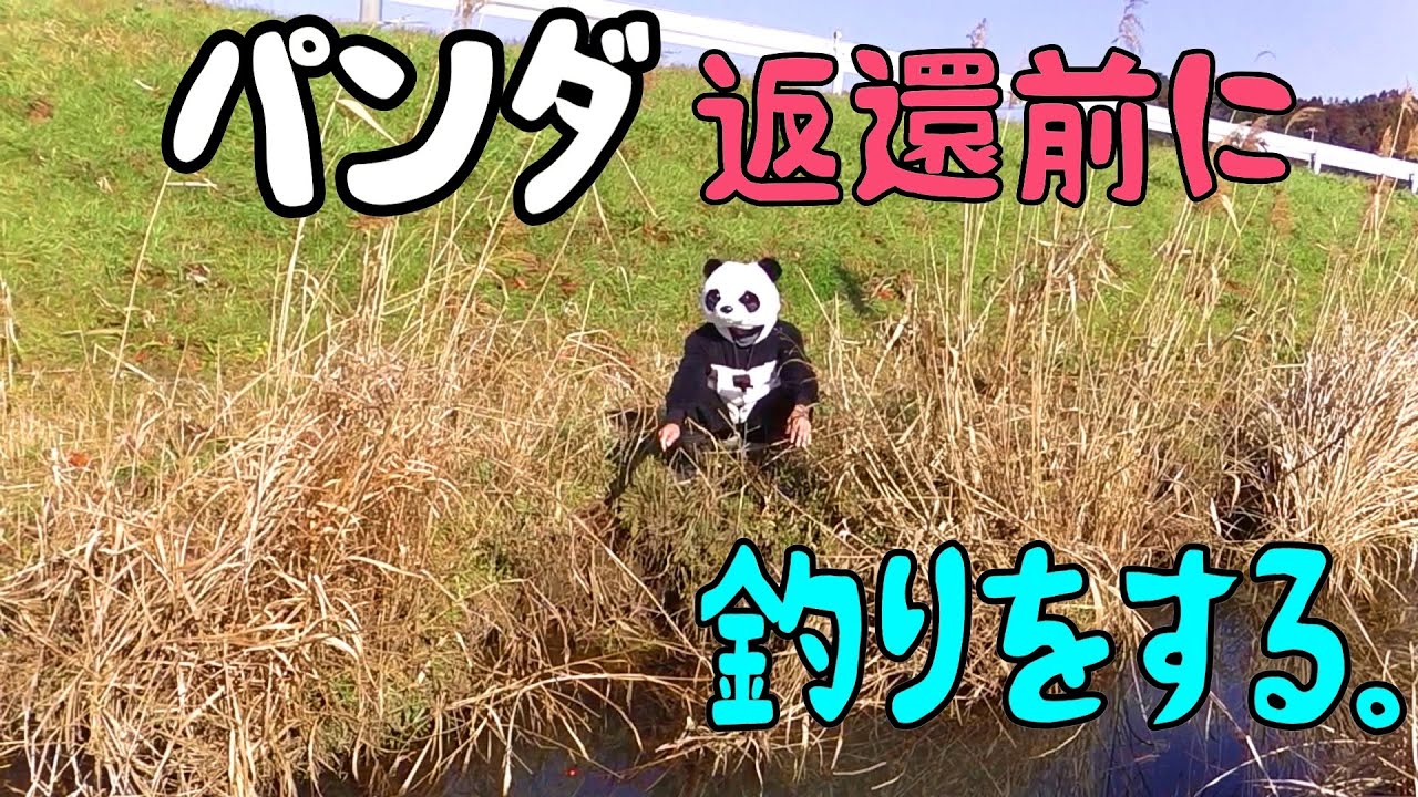 中国へ返還される前にパンダは日本で釣りを楽しみました。