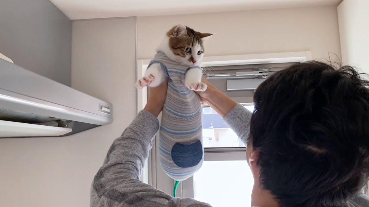今日も朝からパパに熱いスリスリで猛アピールする猫【猫たちのあさごはん】
