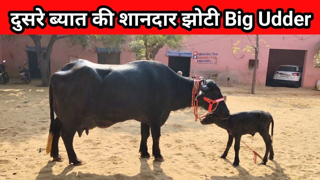 👉💯 मुर्रा नस्ल की शानदार झोटी ओर Big Udder Quality #buffalo #murrah #farming