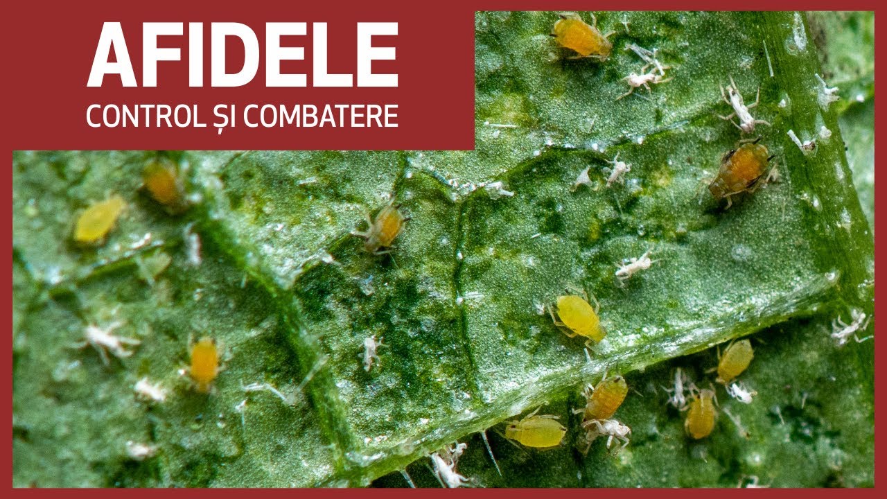 Afidele - Paduchii plantelor. Control și Combatere