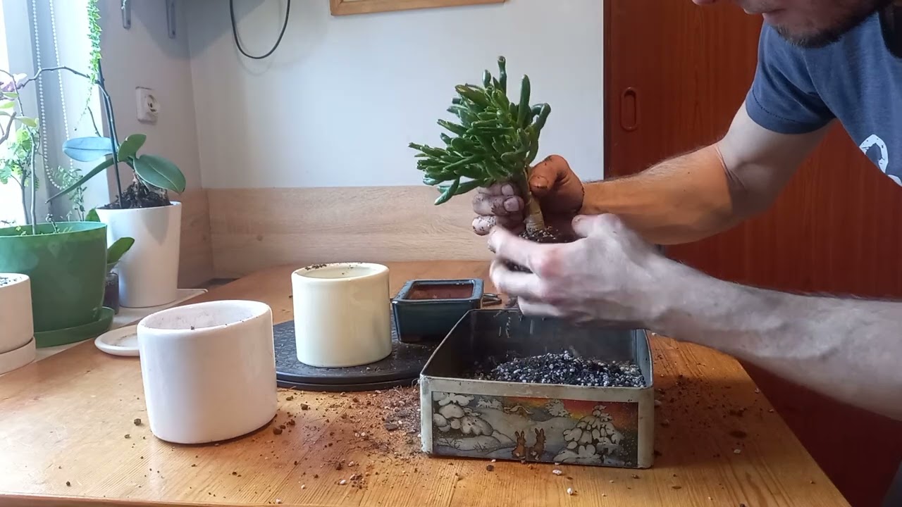 Grubosz (Crassula ovata)-przesadzanie cz.2
