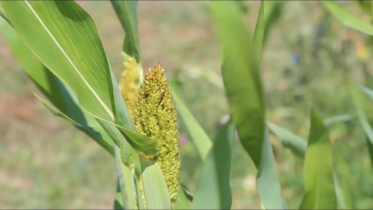 Anbauversuch Sorghum-Hirse