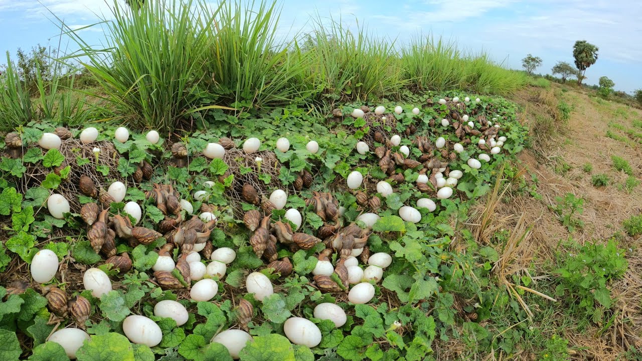 WOW WOW  ! Pick up lots of duck eggs and snails from the grass.