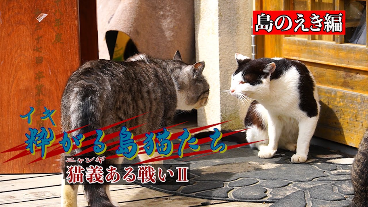 粋がる島猫たち２〜ファイティングポーズの意味は！？