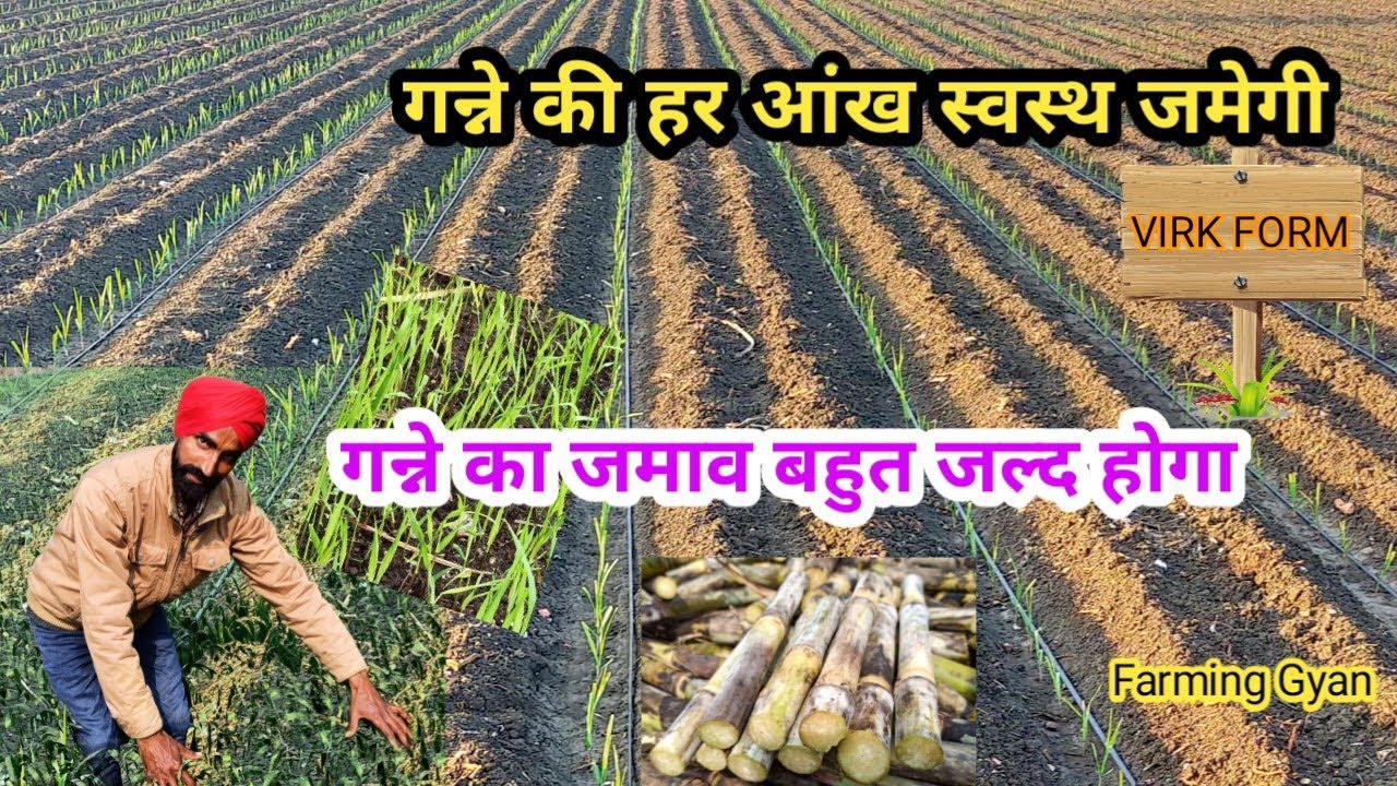 गन्ने का जमाव खेत में बहुत जल्द होगा व हर आंख जमेगी गन्ने की उपज भी बढ़ेगी गन्ना बुवाई का सफल तरीका