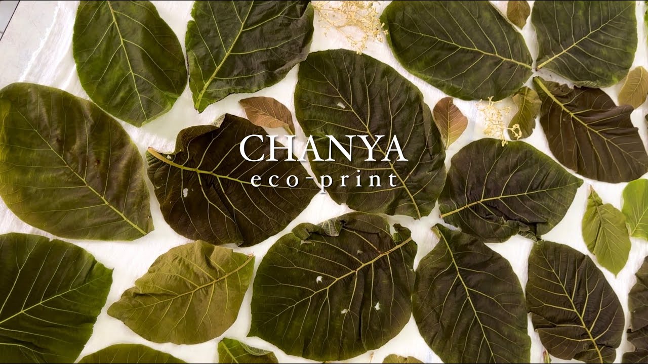 how to used teak leaves 🍃🍀🌿eco print fabric #teak #teakwood #thailand