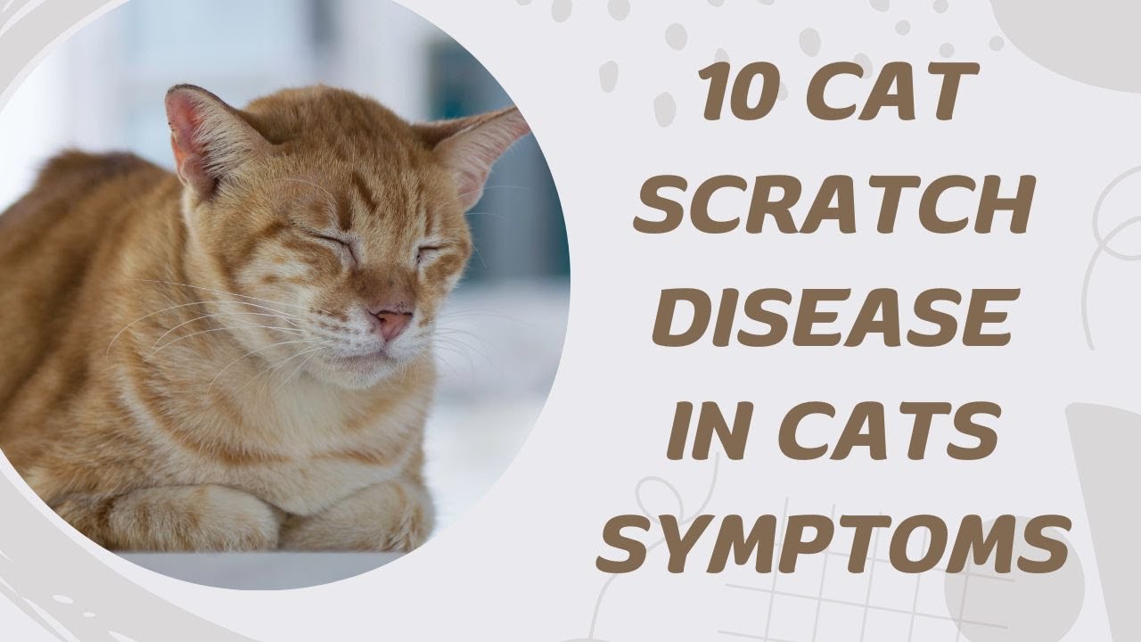 10 Cat Scratch Disease in Cats Symptoms