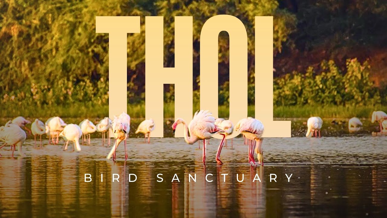 Thol bird sanctuary | Gujju vlogs | Gujarati vlogs | Thol lake #gujjuvlogs #thol 