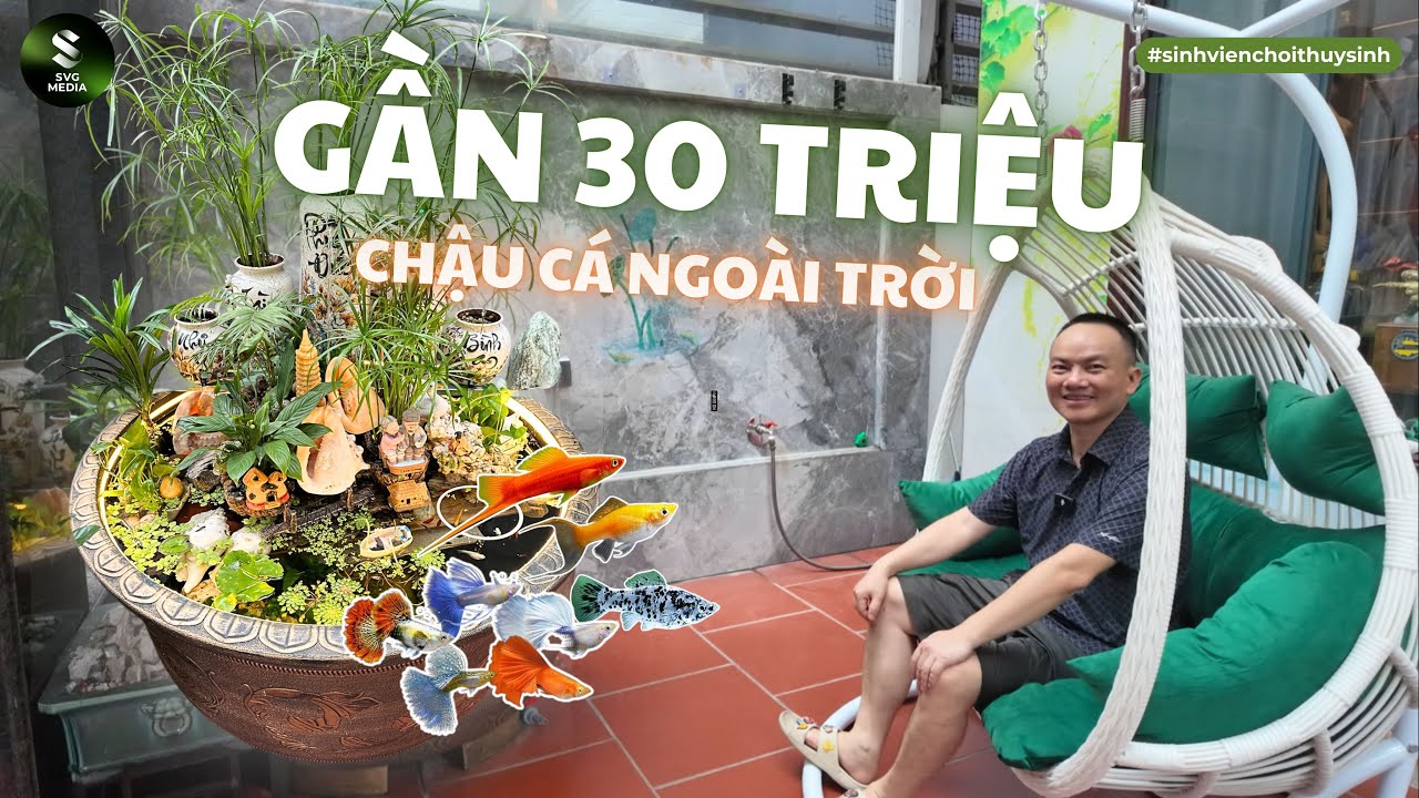 (Phần 2) Chậu cá tiểu cảnh ngoài trời gần 30tr nuôi cá Mún & Guppy 7 màu của 