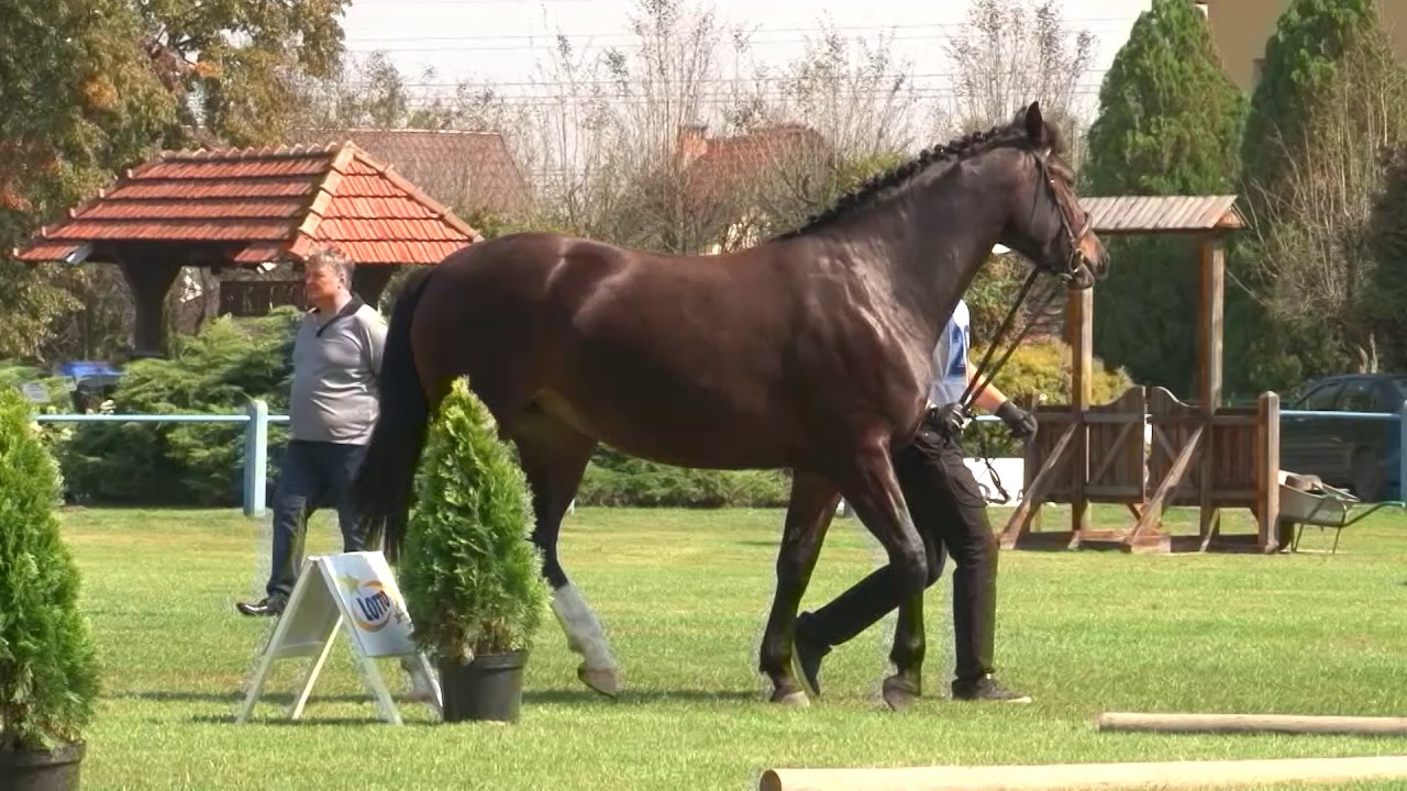Klikowska Parada Konna - Czempionat - Klacze Dwuletnie - Tarnow 2016