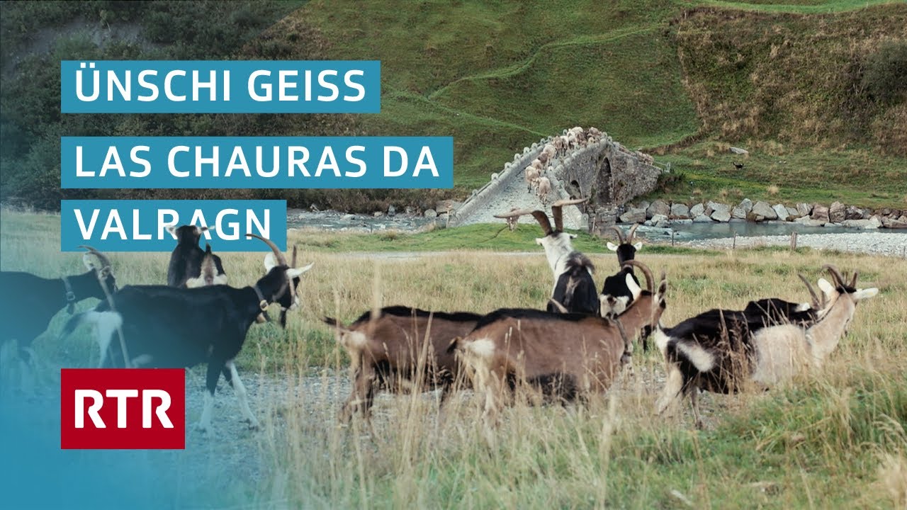 Ünschi Geiss – las chauras da Valragn I Die Ziegen von Hinterrhein I Cuntrasts I Doku I RTR Films