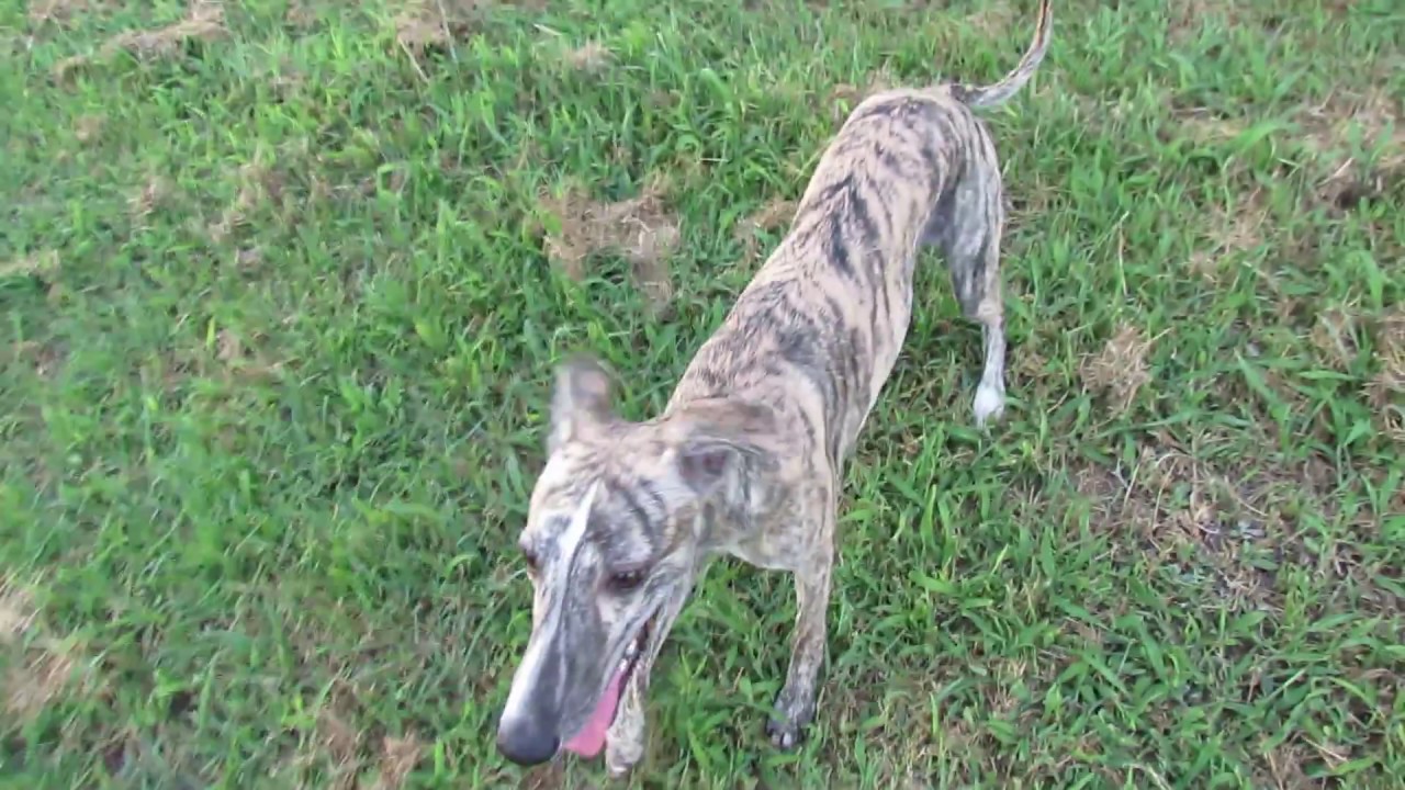 Speedy Whippet Puppy Launches Himself into the Bushes, Runs like a Nutter