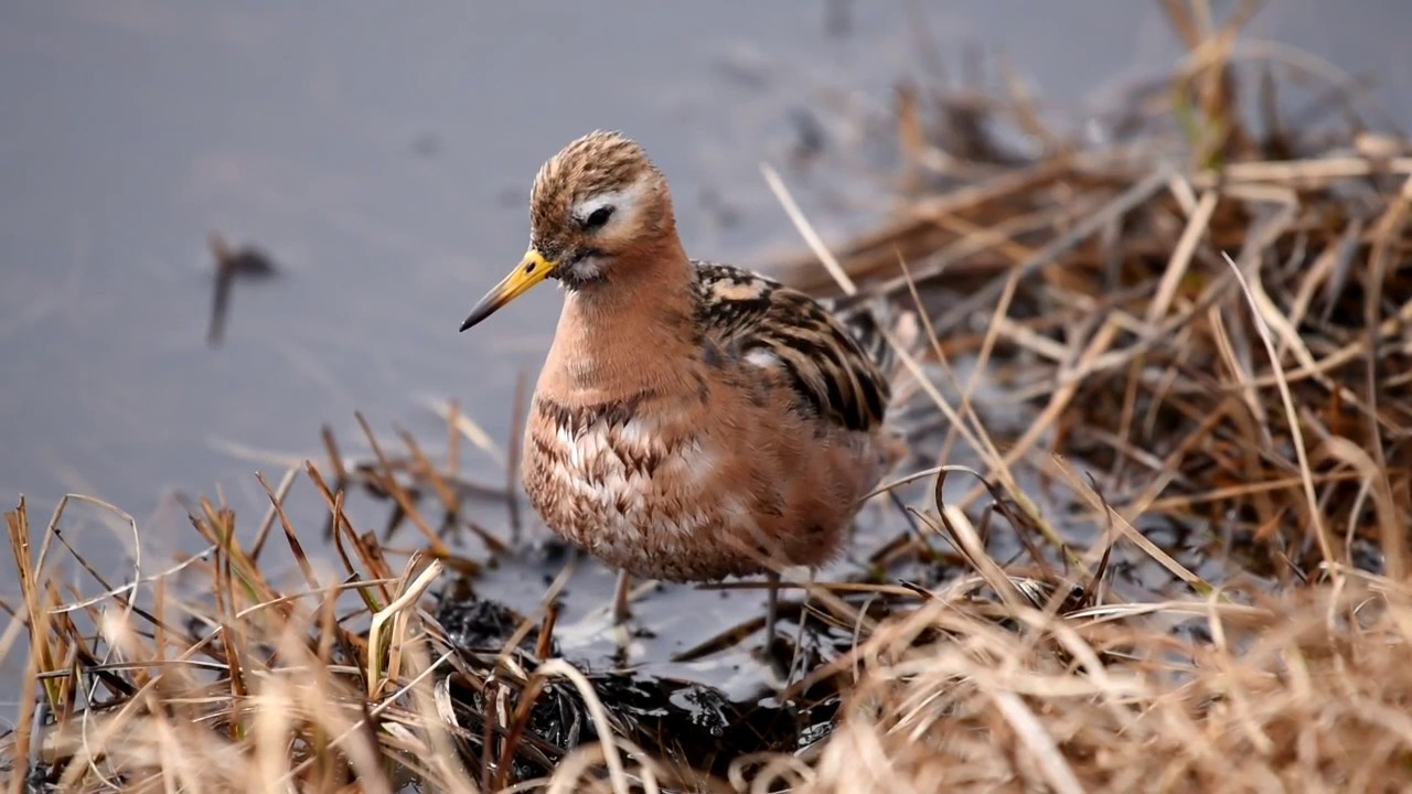 Birding Barrow (Utqiaġvik) Alaska