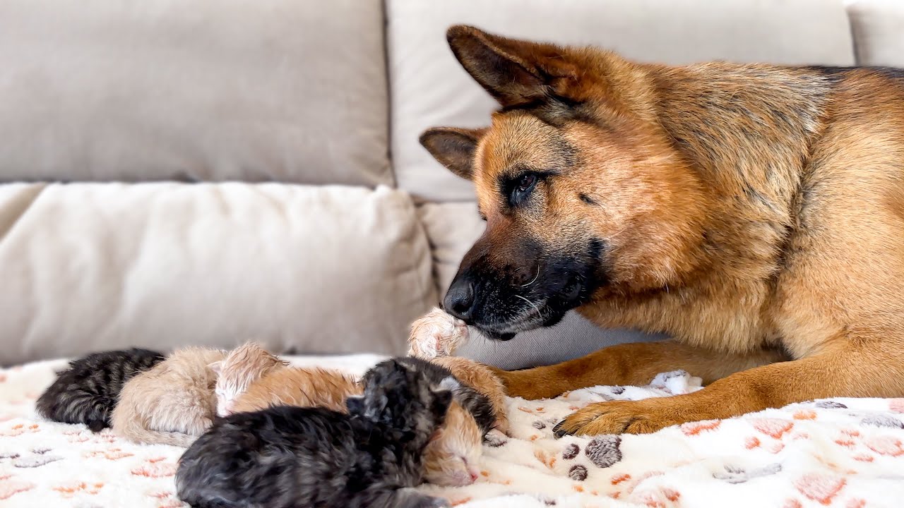 Gentle German Shepherd Reacts to Newborn Kittens for the First Time ❤️🐶🐱