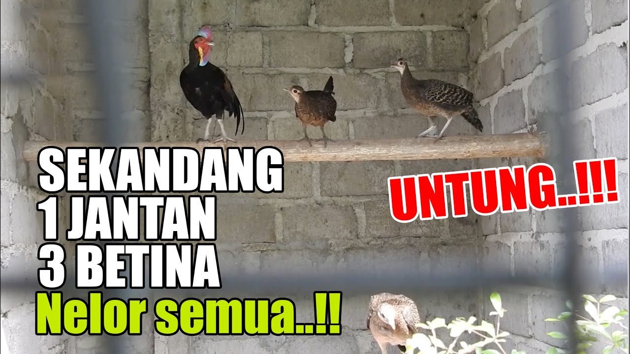 PROSPEK TERNAK AYAM HUTAN..SIAPA BILANG SUSAH..?? INI CARA PAKDE  MARTO BIKIN UNTUNG TERNAKNYA