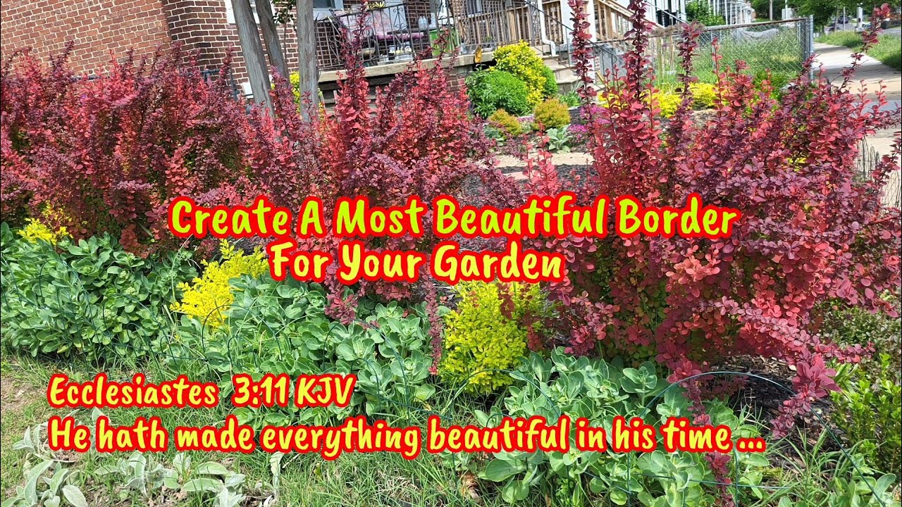 Plant Orange Rocket Barberry and Sunshine Ligustrum for a Vibrant Border