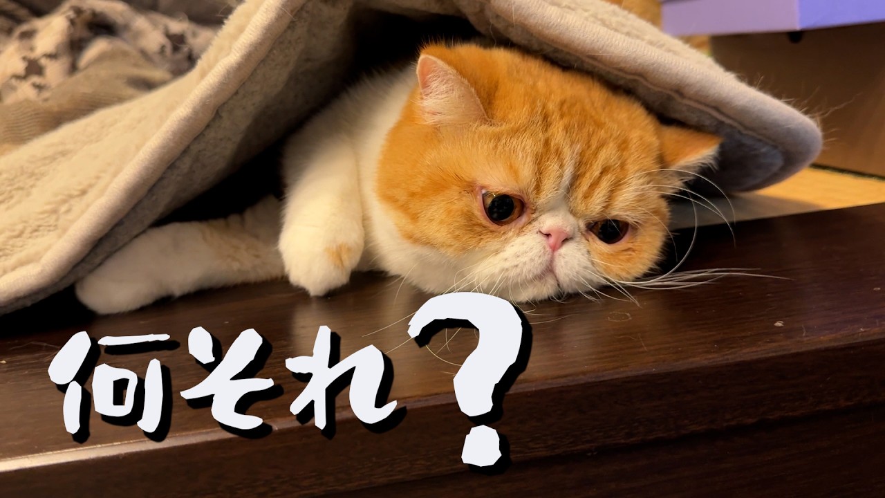 ねこ「理解不能…思わず二度見のひなたワールド🐈」