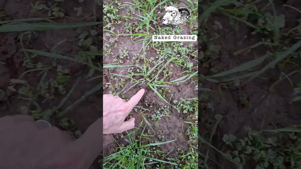 Sh*tposting about Sheep Manure after Grazing Cover Crops in Vineyards