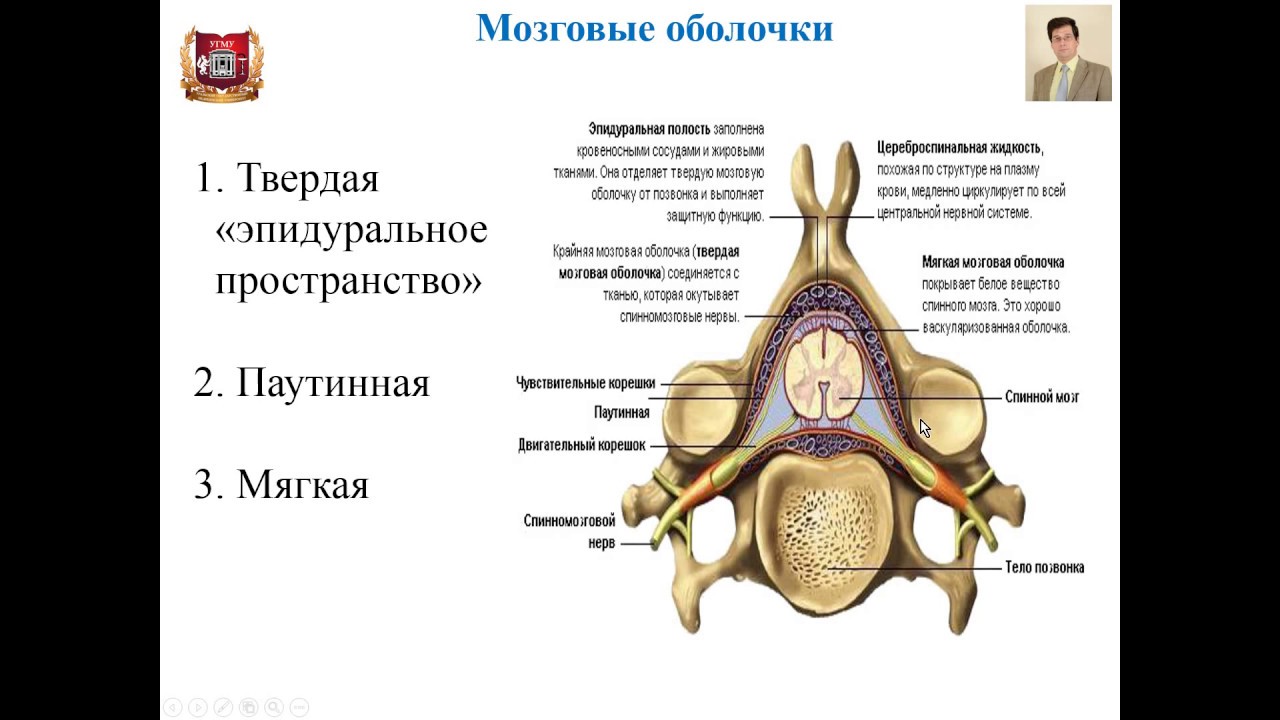 Лекция № 10. Периферическая нервная система. Лекция по гистологии.