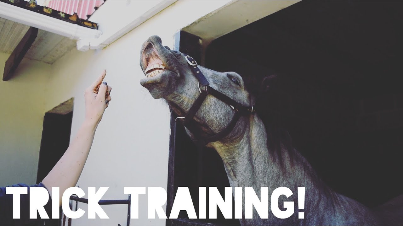 HOW TO TEACH A HORSE TO SMILE AND HUG