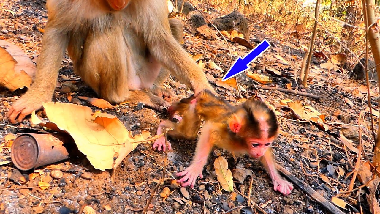 Mother Moka's little baby wants to walk on her own, but her mother won't let her