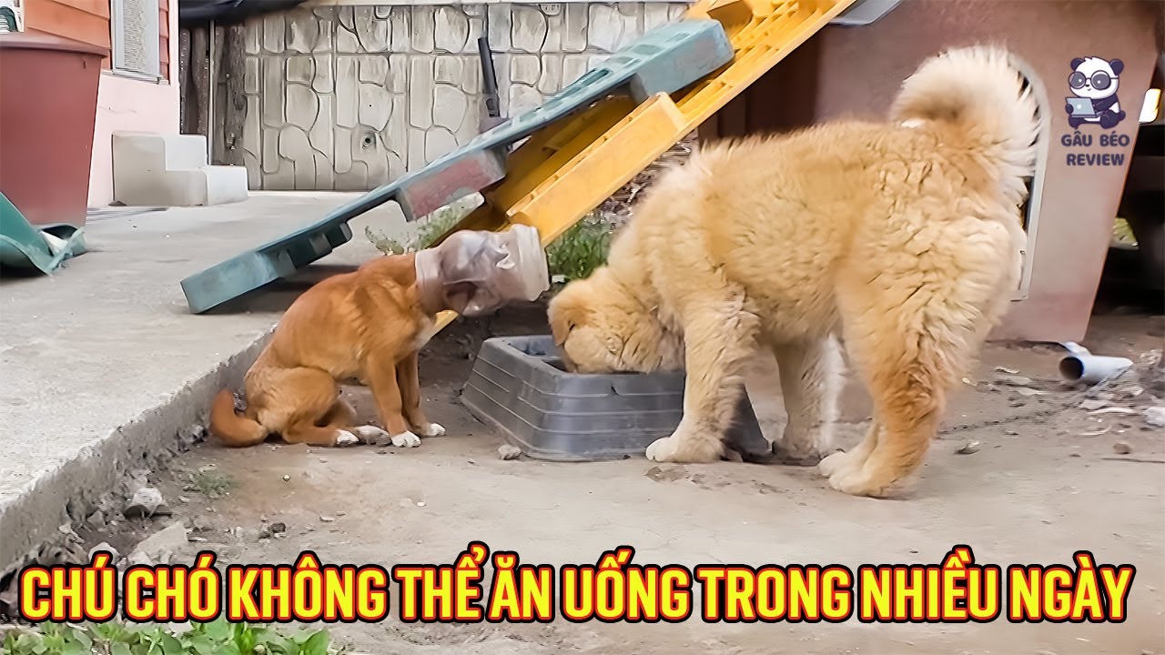 Một chú chó đi lạc không thể ăn uống trong 2 tuần vì chiếc can nhựa trên đầu