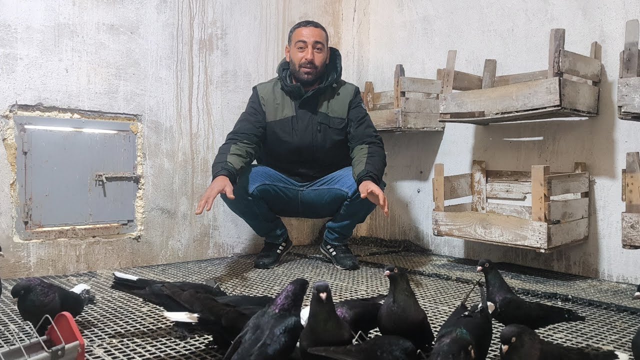 Tek kan tek soy Arap Ayna kuyruk Her zaman kalite Kuyumcu Mustafa Oyun kuşları Pazar akşam saat 9 da