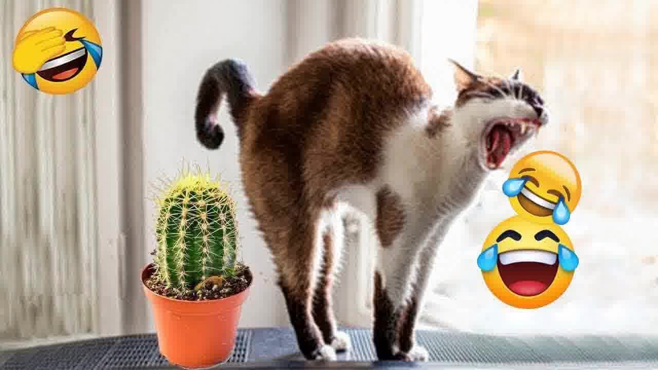 Funny ANIMALS Clip🙈 | Most Funny animals video 2026 🎊 #funny_animals #funny_videos #animals