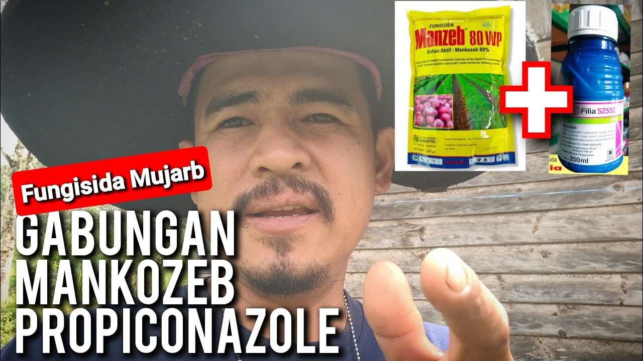 Fungisida Propiconazole + mancozeb mengatasi jamur pada tanaman cabe dan tanaman lainnya