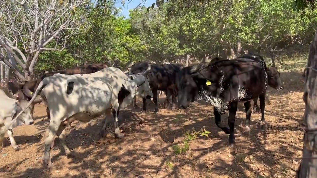 Echándole líquido a las vacas para la mosca 