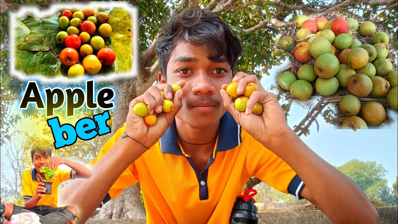 Thai Apple Ber Farm Mayurbhanj Odisha @ManchuliVlog 