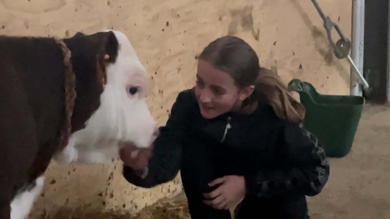 Malgaro di Tibert Meme Allione,Emma 9 anni e Marta 6 alle prese con le vacche e vitellini