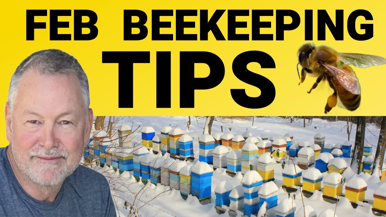 Beekeeping Mistakes Made Going From Winter To Spring