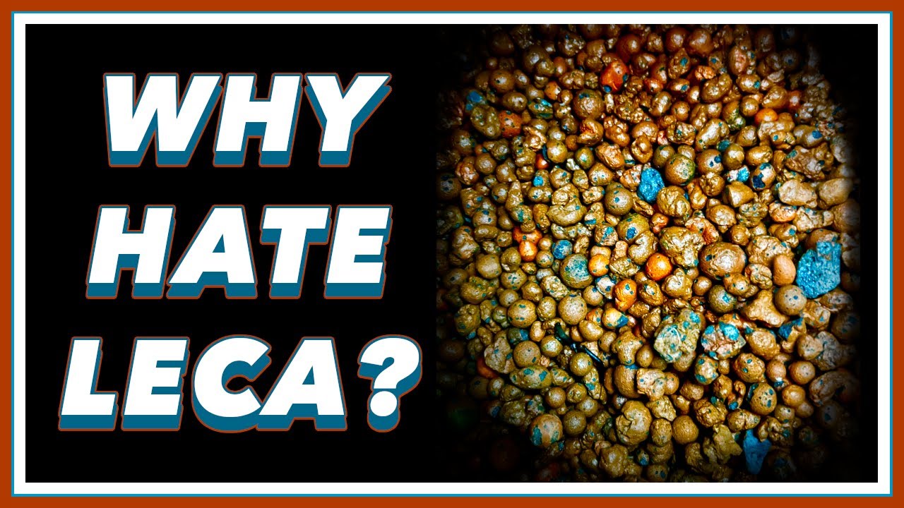 How LECA Grows Plants TWICE as Fast