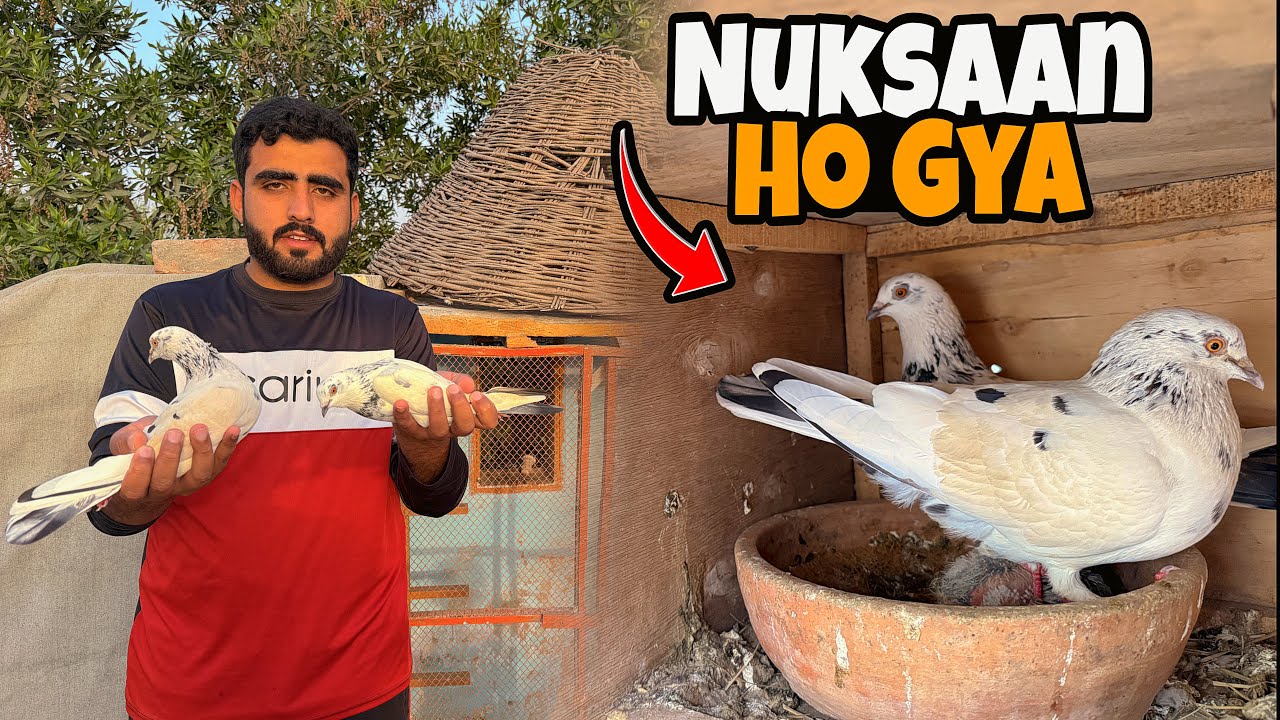Foster Pair Male Ky Per Khool Diye Aj😱 | Just Huzaifa Khan | 