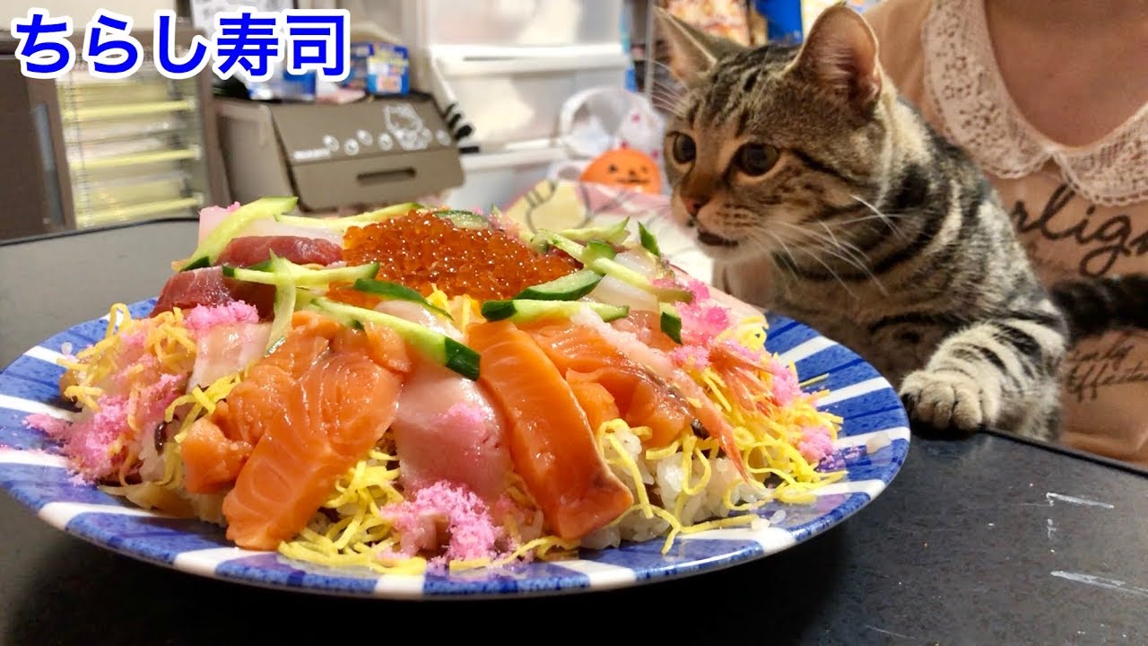 超豪華ちらし寿司の魚の匂いに耐えられず邪魔しに来てしまった猫ｗ