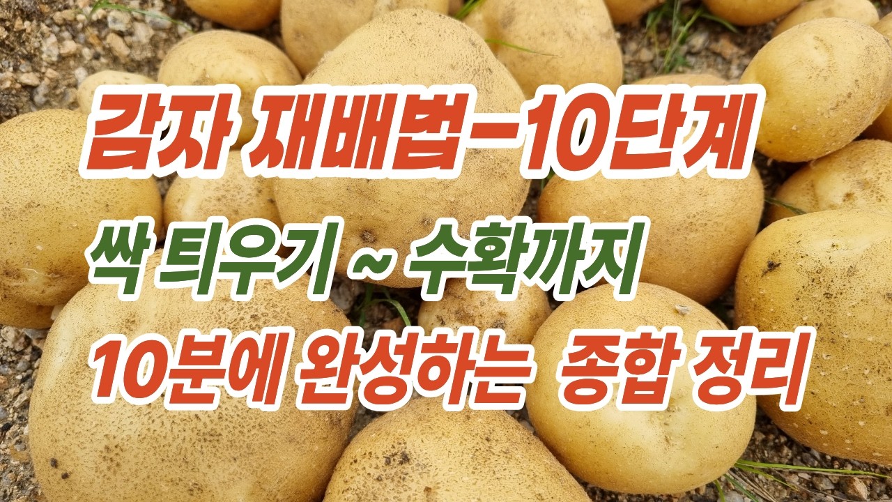 [텃밭] 감자 재배법 - 싹틔우기부터 수확까지 10단계로 나누어 설명합니다