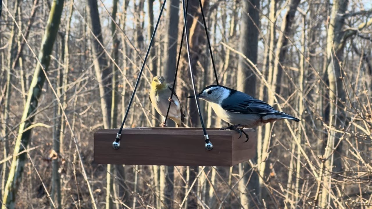 Backyard Celebs Cincy Morning Bird Watching
