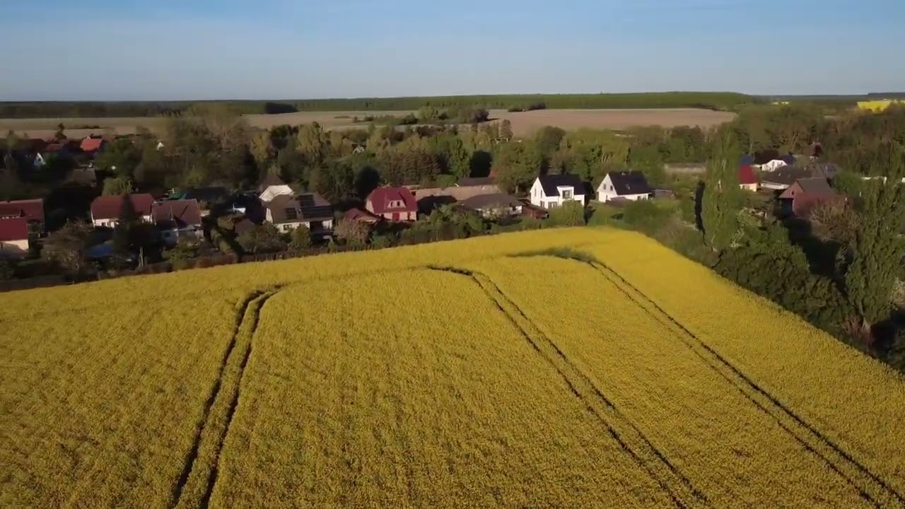 Rapsfeld Blankenhagen