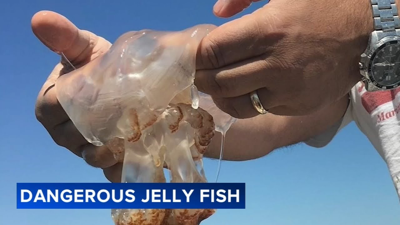 Jellyfish sightings are up at Jersey Shore this year: experts
