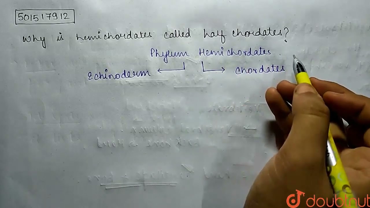 Why is hemichordates called half-chordates? | CLASS 11 | ANIMAL KINGDOM | BIOLOGY | Doubtnut