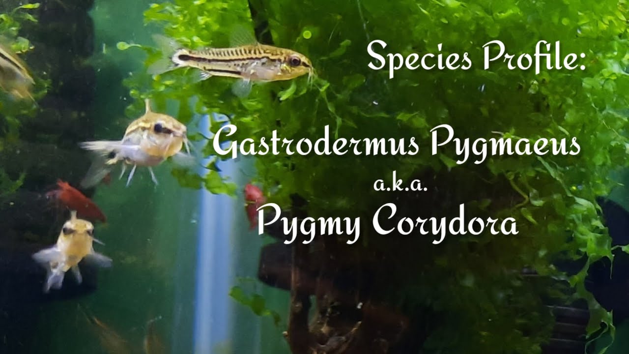Species Profile: Gastrodermus Pygmaeus 