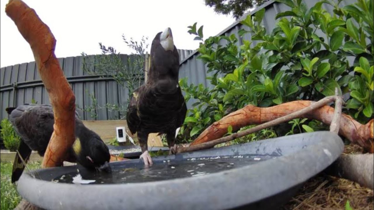 Australian Bird Bath Cam | 29/1/26 | yellow tail black cockatoos drinking | crazy sounds | cat tv