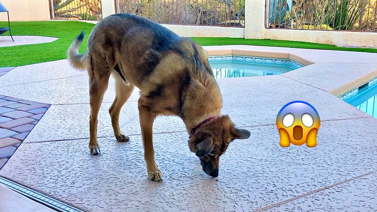 DOG VLOG | my dog’s obsession with bees