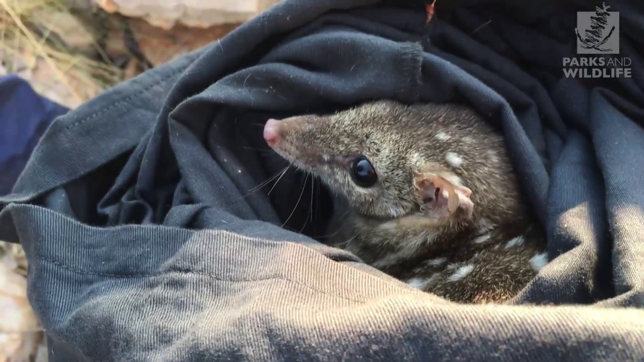 Karlamilyi Quoll Discovery