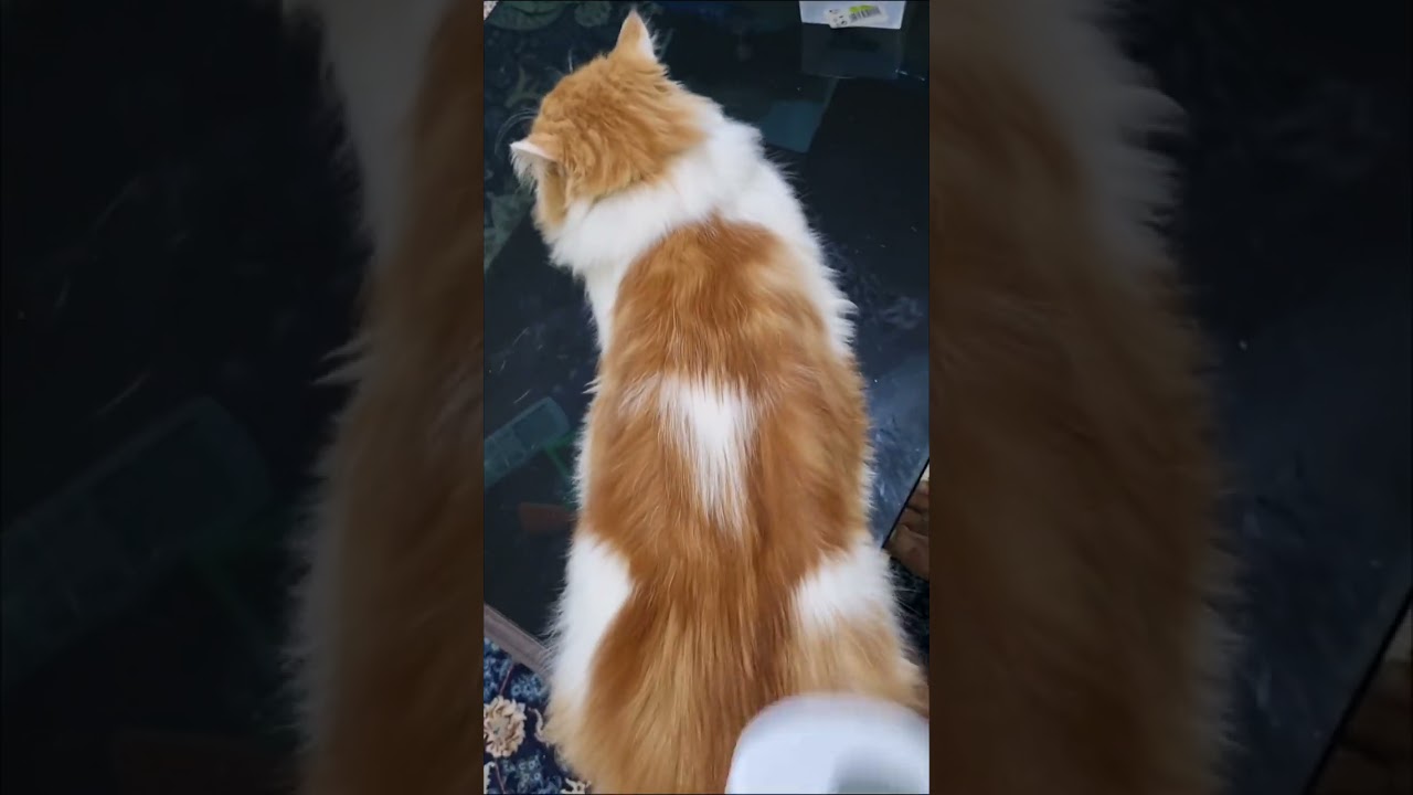 They all are very cute and beautiful cats ❤️ #catvideos 