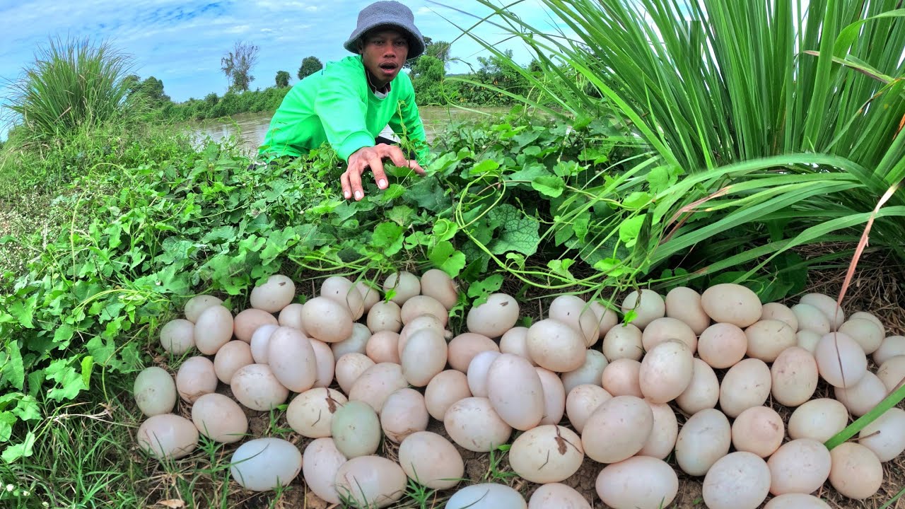 Farmer amazing skills, pick duck eggs in rice field  after the rain by hand skills