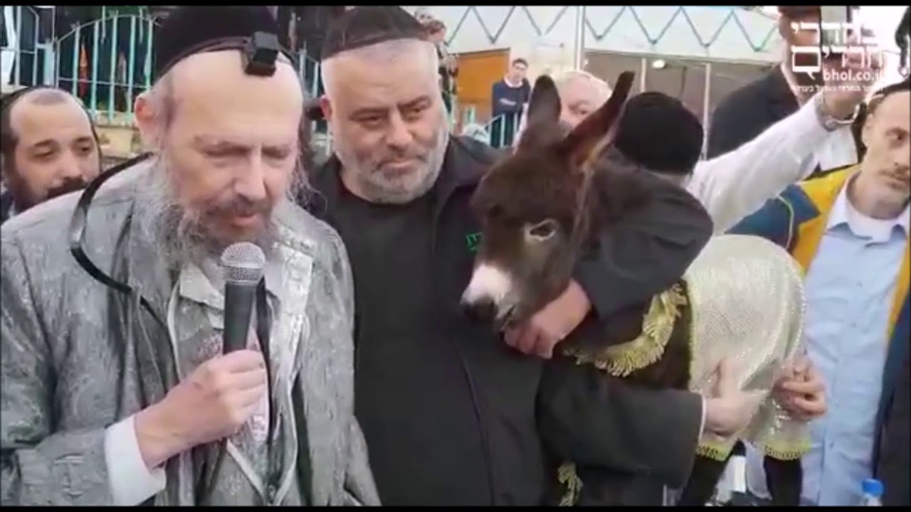 Rav Kook Pidyon Peter Chamor & Laughing