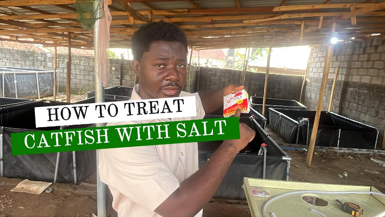 Salt Dip Treatment for Catfish 🐟 | Simple Guide for Healthy Fish