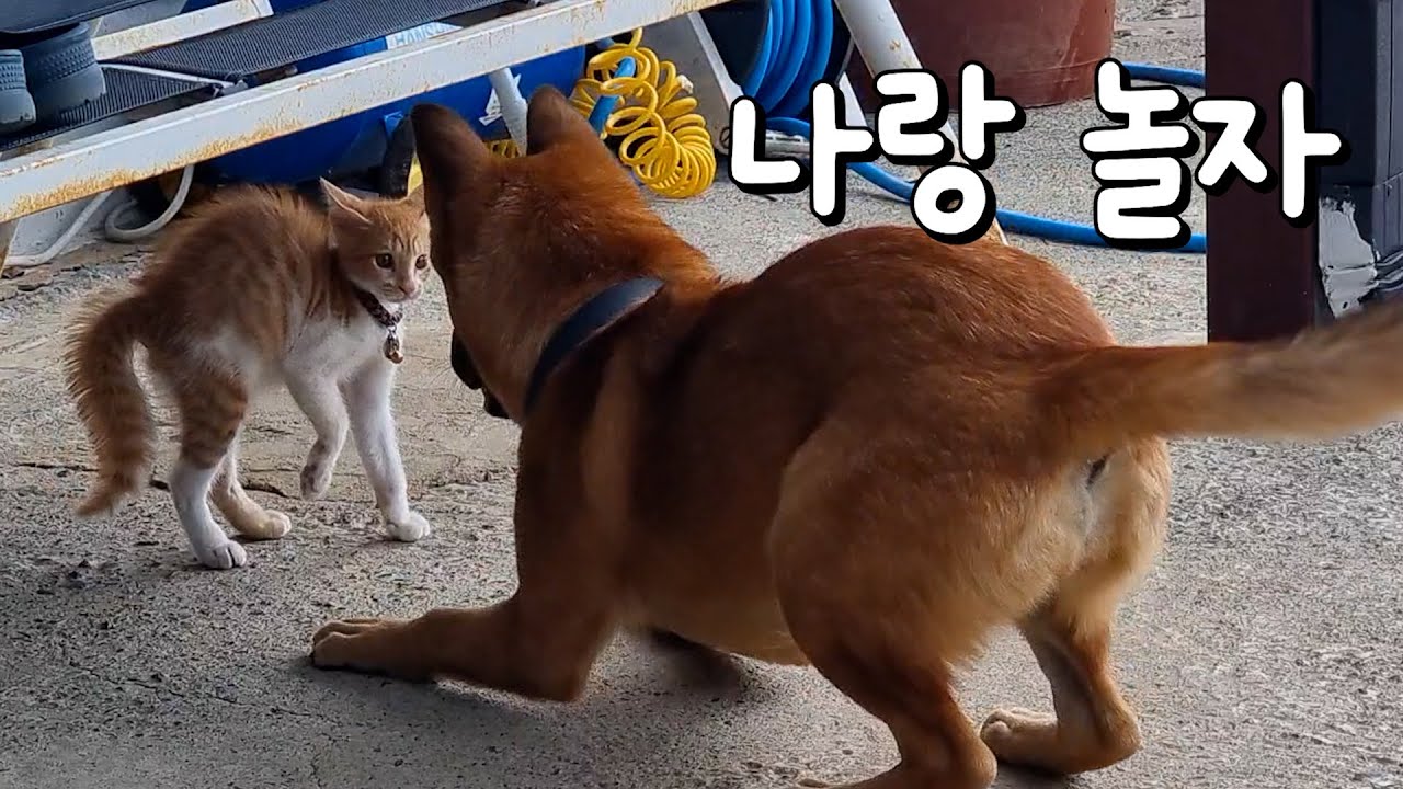 갑순이 좀 놀아줘 얘들아